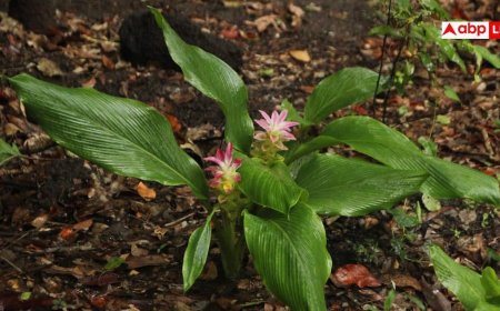 Insulin Plant: शुगर कंट्रोल और घर की हरियाली एक साथ, जानिए इंसुलिन प्लांट उगाने का सही तरीका