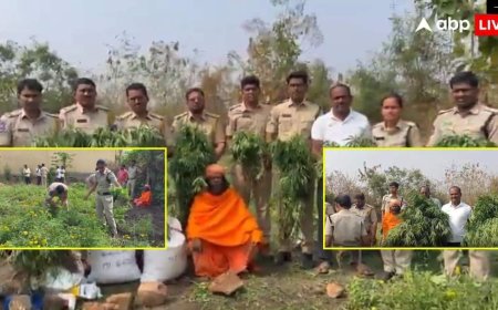 पुजारी बनकर मंदिर में करता था नशे की खेती, गेंदे के फूल की बगिया में उगा रखा था लाखों का गांजा