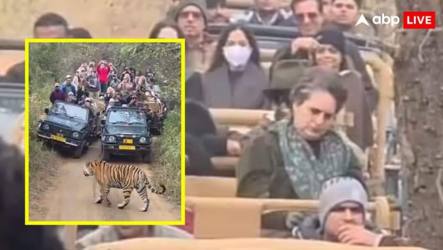 प्रियंका गांधी की जिप्सी के सामने आया टाइगर, रणथंभौर नेशनल पार्क में सफारी के दौरान का वीडियो वायरल