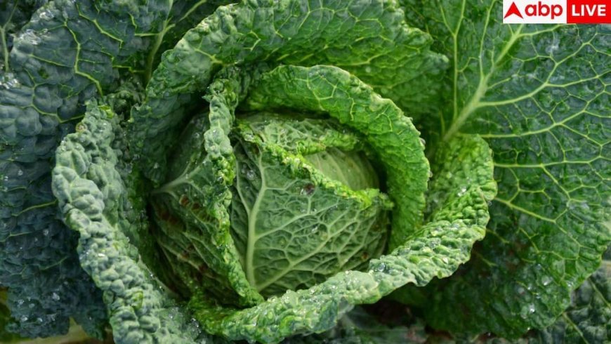 Cabbage Cleaning Tips: पत्ता गोभी काटते समय क्या सावधानी बरतें, जिससे गलती से भी न रहे कीड़ा? जानें आसान ट्रिक