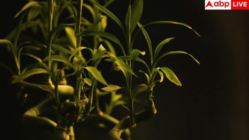 Lucky Bamboo: पीली पत्तियों से हैं परेशान? जानें लकी बैंबू को सड़ने से बचाने के असरदार उपाय