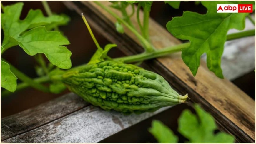 इन बीमारियों से जूझ रहे हैं तो जरूर खाएं करेला, 7 दिन में दिखने लगता है असर
