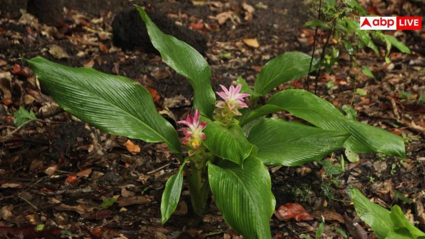 Insulin Plant: शुगर कंट्रोल और घर की हरियाली एक साथ, जानिए इंसुलिन प्लांट उगाने का सही तरीका