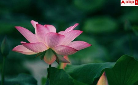 Kamal Kakdi Benefits: युवाओं की पहली पसंद बन रही कमल ककड़ी, जानें इस खाकर कैसे घटा सकते हैं अपना वजन?