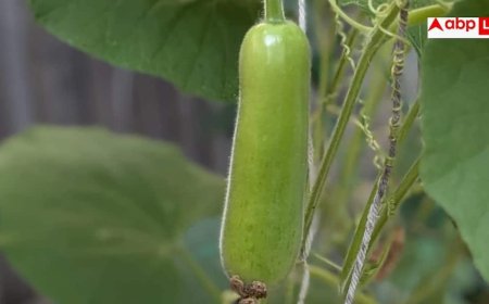 Lauki Recipes: सिर्फ सब्जी ही नहीं, नाश्ते और मिठाई में भी लाजवाब है लौकी, नोट कर लें ये 10 बेहतरीन रेसिपीज