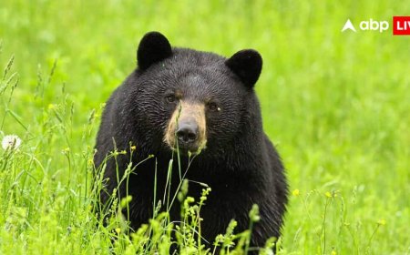 कलियुग की सावित्री! भालुओं के झुंड से भिड़ गई महिला, पति को मौत के मुंह से खींच लाई