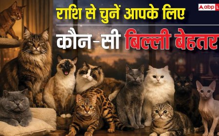 आपकी पर्सनैलिटी के हिसाब से कौन-सी बिल्ली होगी आपके लिए सही मैच? जानिए ज्योतिष से इसका जवाब