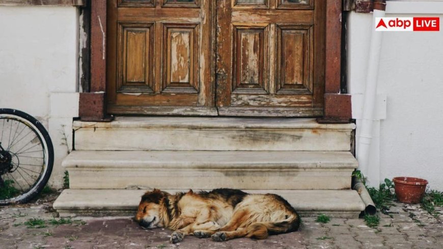 Why Dogs Sleep Near Doors: नरम बिस्तर छोड़ आखिर दरवाजे पर ही क्यों सोता है आपका कुत्ता? जान लीजिए इसके पीछे की असली वजह