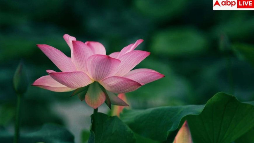 Kamal Kakdi Benefits: युवाओं की पहली पसंद बन रही कमल ककड़ी, जानें इस खाकर कैसे घटा सकते हैं अपना वजन?