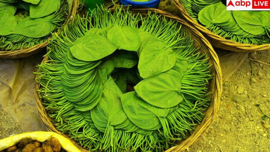 Paan Benefits: इन चार तरह के लोगों के लिए वरदान होता है पान का पत्ता, जानें इसे खाने का सही तरीका