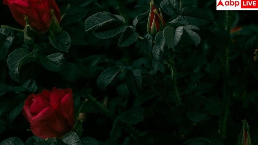 Rose Day 2026: प्यार में क्या कहता है गुलाब का रंग? जान लें हर रंग के गुलाब रोज का मतलब