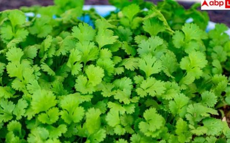 Health Benefits Of Coriander Leaves: हरा धनिया के पत्ते खाने के ये 5 फायदे नहीं जानते होंगे आप, इन बीमारियों में करते हैं मदद