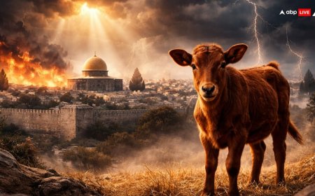 इजराइल में लाल बछिया का जन्म, क्या यह दुनिया के अंत का संकेत है! जानिए बाइबल की भविष्यवाणी?