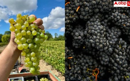 Black Grapes Vs Green Grapes: काले अंगूर पर ज्यादा पेस्टिसाइड लगा होता है या हरे अंगूर पर? जानें इसे सही से साफ करने का तरीका
