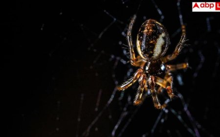 How To Get Rid Of Spider Webs: घर की सफाई के साथ कर लें ये काम, कभी नहीं लगेंगे मकड़ी के जाले