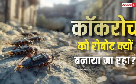 ड्रोन हो गए पुराने! अब बन रहे हैं रोबोटिक कॉकरोच, दुश्मन के इलाके में जाकर करेंगे यह काम