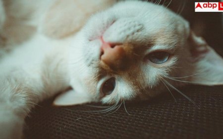Sporothrix Brasiliensis Fungus: सावधान! बिल्लियों से फैल रहा जानलेवा फंगल इंफेक्शन', यहां मिला रोंगटे खड़े कर देने वाला मामला