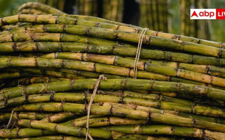 क्या शुगर के मरीज पी सकते हैं गन्ने का जूस, जानें क्या कहते हैं एक्सपर्ट?