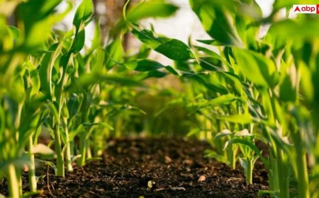 नौकरी की टेंशन छोड़िए! घर बैठे शुरू करें ये बिजनेस, कम लागत में होगी शानदार कमाई...