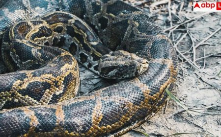 Python Weight Loss: खतरनाक अजगर कम करेगा आपका वजन? वैज्ञानिकों ने खून में खोजा 'जादुई तत्व', जो मिटा देगा आपकी भूख!