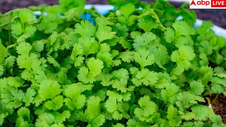 Health Benefits Of Coriander Leaves: हरा धनिया के पत्ते खाने के ये 5 फायदे नहीं जानते होंगे आप, इन बीमारियों में करते हैं मदद