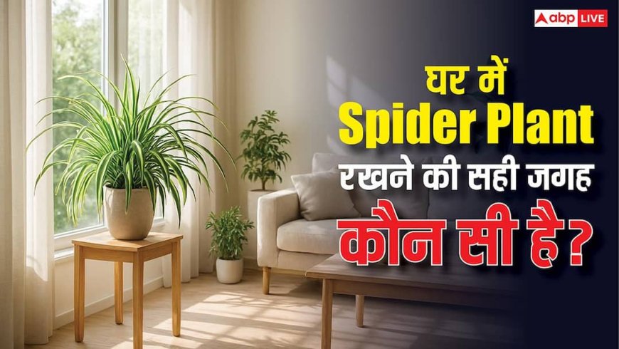 सिर्फ सजावट नहीं… सही जगह रखा स्पाइडर प्लांट बदल सकता है घर का माहौल! जानें इसके फायदे?