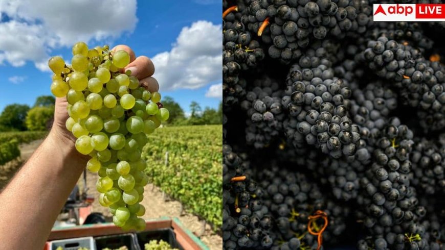 Black Grapes Vs Green Grapes: काले अंगूर पर ज्यादा पेस्टिसाइड लगा होता है या हरे अंगूर पर? जानें इसे सही से साफ करने का तरीका