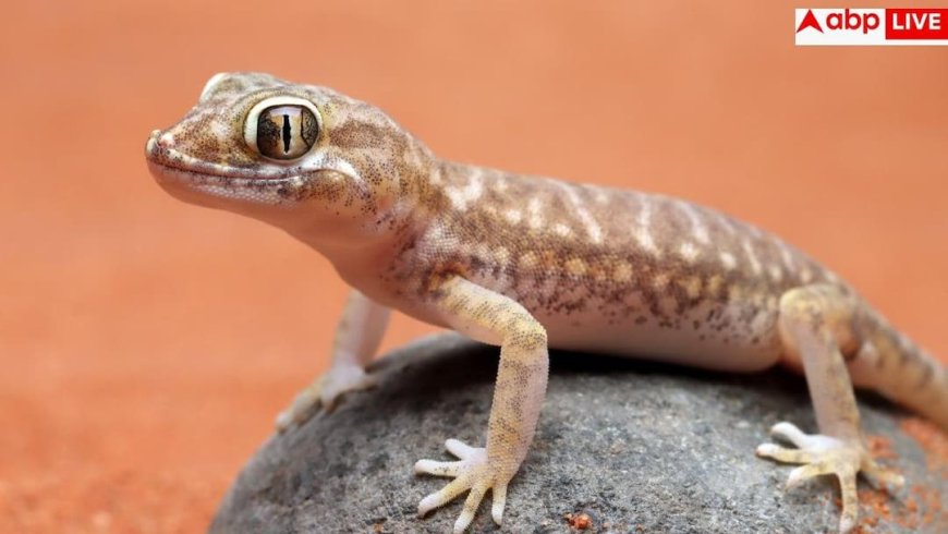 Where Do House Lizards Lay Eggs: घर के किन कोनों में छिपे होते हैं छिपकली के अंडे? जानें इनकी पसंद की सुरक्षित जगहें