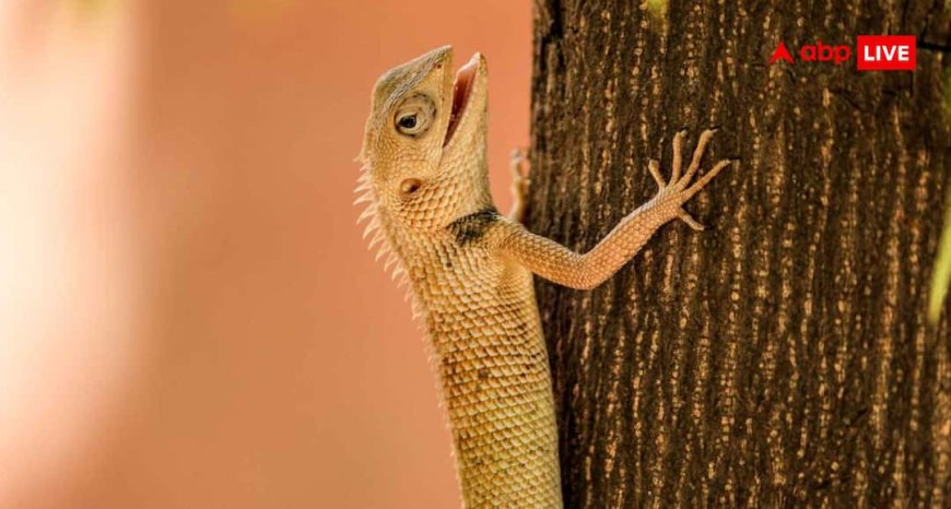 घर की दीवारों पर छिपकलियों ने बना लिया है घर, इन फ्री हैक्स से सॉल्व हो जाएगी प्रॉब्लम