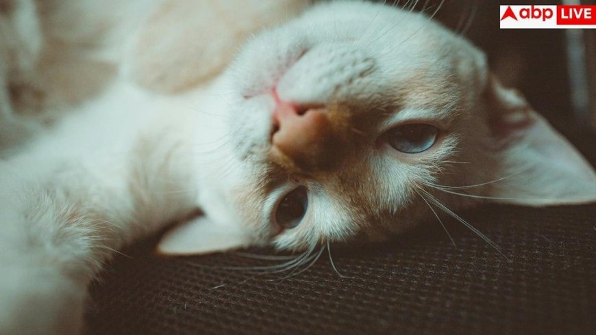 Sporothrix Brasiliensis Fungus: सावधान! बिल्लियों से फैल रहा जानलेवा फंगल इंफेक्शन', यहां मिला रोंगटे खड़े कर देने वाला मामला