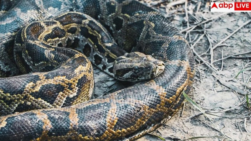 Python Weight Loss: खतरनाक अजगर कम करेगा आपका वजन? वैज्ञानिकों ने खून में खोजा 'जादुई तत्व', जो मिटा देगा आपकी भूख!
