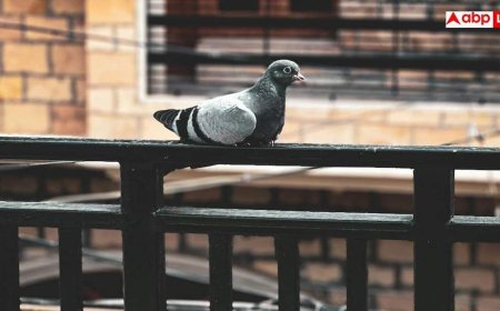 Balcony Pigeon Control Tips: आपके घर की बालकनी को कबूतरों ने बना लिया है घर, जानें आसानी से भगाने का तरीका
