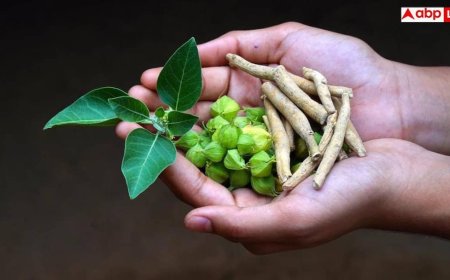 Ashwagandha Leaves Ban: अब दवाओं में इस्तेमाल नहीं होंगी अश्वगंधा की पत्तियां, जानें FSSAI ने इस पर क्यों लगाई रोक?