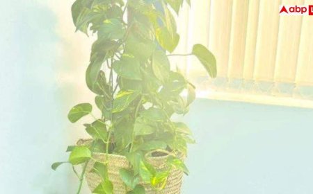 Money Plant Growth Tips: इस एक ट्रिक से पूरी बालकनी में फैल जाएगी मनी प्लांट की बेल, बस कर लें ये काम