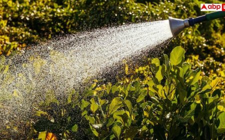 Garden Care Tips: प्रचंड गर्मी में जा रहे हैं घर से बाहर तो ऐसे रखें अपने पौधों का ख्याल, रहेंगे एकदम हरे-भरे