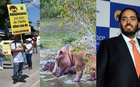 अनंत अंबानी ने कोलंबिया से की दरियाई घोड़ों की जान बचाने की अपील, वनतारा में आजीवन घर देने का रखा प्रस्ताव