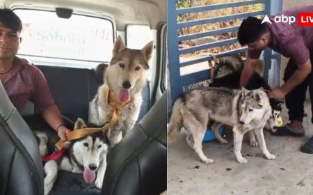 40 हस्की कुत्तों को बेसहारा सड़क पर छोड़ गया अज्ञात शख्स, हैदराबाद में चौंकाने वाली खबर