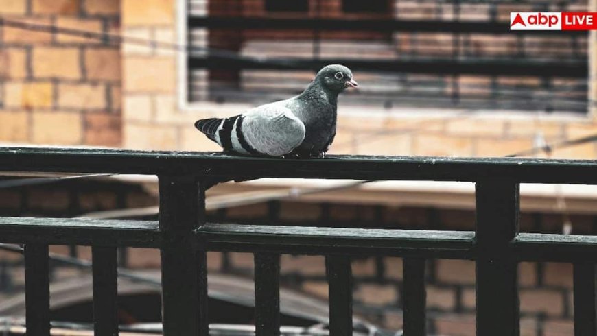 Balcony Pigeon Control Tips: आपके घर की बालकनी को कबूतरों ने बना लिया है घर, जानें आसानी से भगाने का तरीका