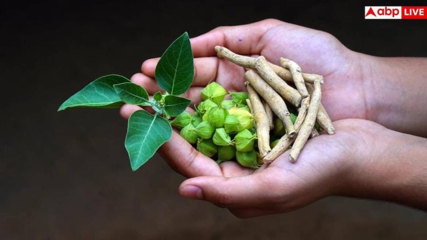 Ashwagandha Leaves Ban: अब दवाओं में इस्तेमाल नहीं होंगी अश्वगंधा की पत्तियां, जानें FSSAI ने इस पर क्यों लगाई रोक?