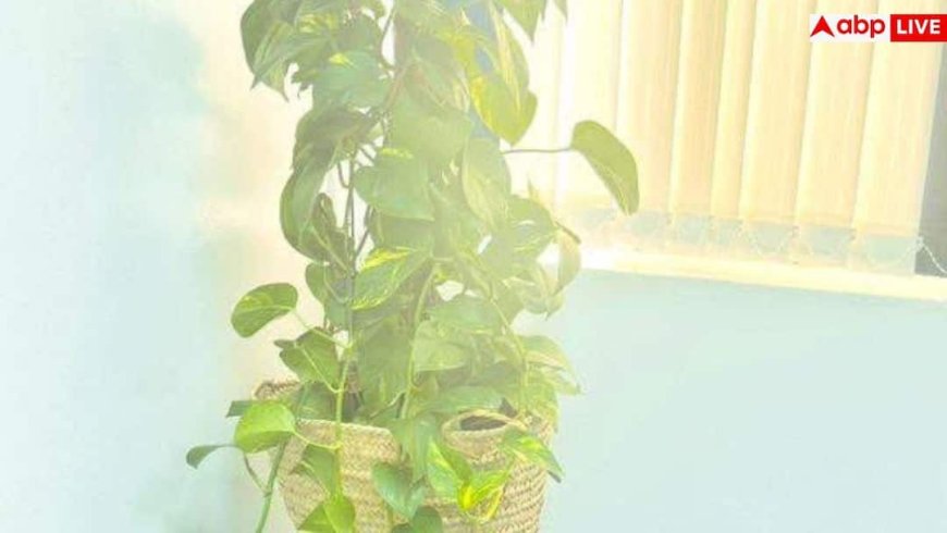 Money Plant Growth Tips: इस एक ट्रिक से पूरी बालकनी में फैल जाएगी मनी प्लांट की बेल, बस कर लें ये काम
