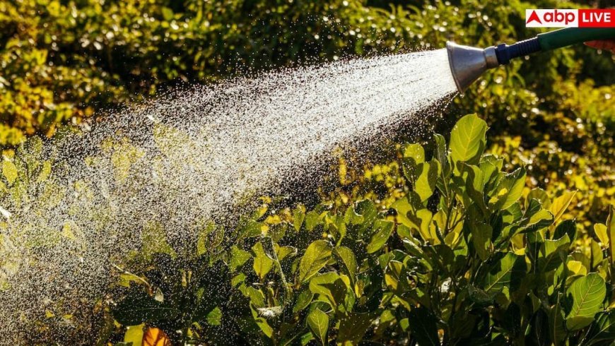 Garden Care Tips: प्रचंड गर्मी में जा रहे हैं घर से बाहर तो ऐसे रखें अपने पौधों का ख्याल, रहेंगे एकदम हरे-भरे