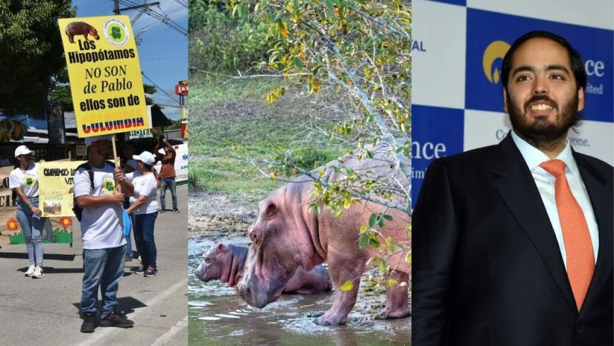 अनंत अंबानी ने कोलंबिया से की दरियाई घोड़ों की जान बचाने की अपील, वनतारा में आजीवन घर देने का रखा प्रस्ताव