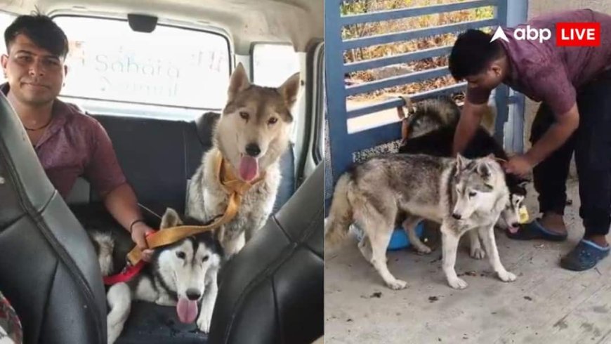 40 हस्की कुत्तों को बेसहारा सड़क पर छोड़ गया अज्ञात शख्स, हैदराबाद में चौंकाने वाली खबर