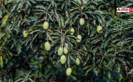 Mango Varieties: नूरजहां, लक्ष्मणभोग से लेकर फजली तक... आम की कितनी वैरायटी के बारे में जानते हैं आप?