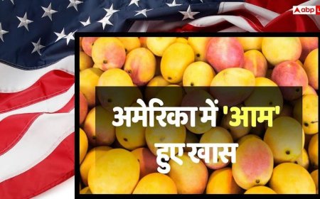 Indian Mango: अमेरिका में मिनटों में बिक रहे भारत के आम, अल्फांसो और केसर का दिखा जबरदस्त क्रेज! खत्म हुए स्टॉक