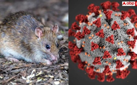 WHO Hantavirus Alert: कोरोना से कितना खतरनाक हंता वायरस, क्या छूने से फैलता है इंफेक्शन? WHO ने जारी किया अलर्ट