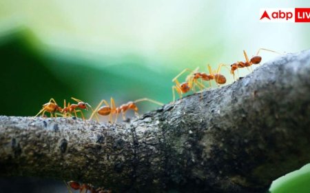 Red Ants Home Remedies: गर्मी शुरू होते ही घर में लाल चीटियों ने बना लिया है घर, इन तरीकों से रख सकते हैं दूर