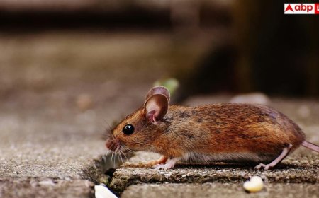 Hantavirus: नॉर्मल बुखार को मेडिकल इमरजेंसी बना सकता है हंतावायरस, रूह कंपा देगी डॉक्टर की यह चेतावनी
