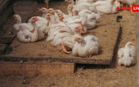 Bird Flu alert in Maharashtra: महाराष्ट्र में बर्ड फ्लू का खतरा, इंसानों तक कैसे पहुंच सकता है संक्रमण? जानें लक्षण और बचाव
