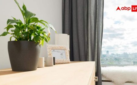Home Cooling Tips: मई की घातक गर्मी से घर को ठंडा रखेंगे ये पौधे, जानिए इन्हें लगाने का तरीका